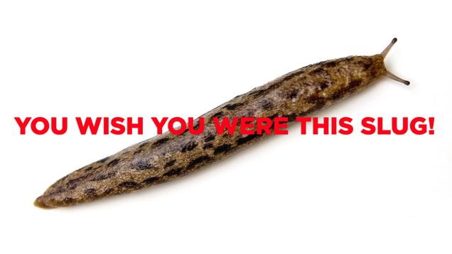 Illustration for article titled 5 Slugs That, In Retrospect, We Sort Of Whipped Ourselves Into A Frenzy Over